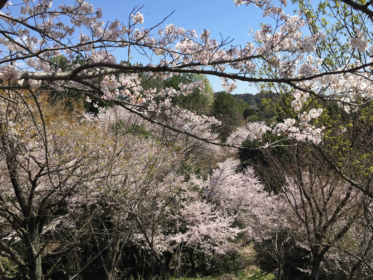 大佐山の桜並木